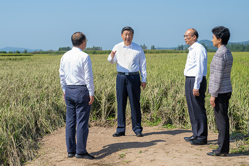 9月6日至8日，中共中央总书记、国度主席、中央军委主席习近平在黑龙江调查。这是7日上午，习近平在遭逢洪涝灾害的哈尔滨尚志市老街基乡龙王庙村，观察水稻受灾情况。