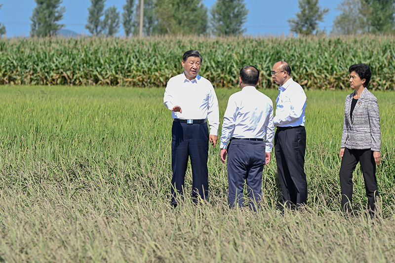 9月6日至8日，中共中央总书记、国度主席、中央军委主席习近平在黑龙江调查。这是7日上午，习近平在遭逢洪涝灾害的哈尔滨尚志市老街基乡龙王庙村，观察水稻受灾情况。